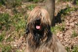 BRIARD 025